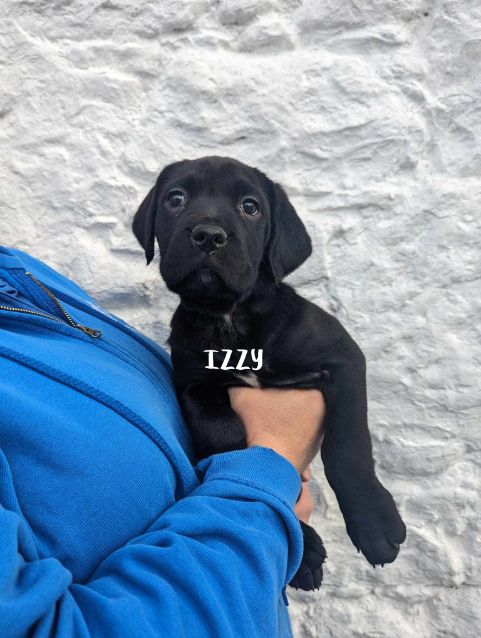 Black and white lab puppies best sale